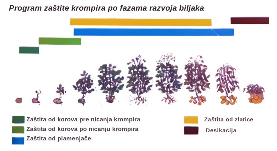 Tehnologija proizvodnje semenskog krompira